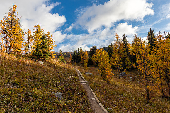 Hiking through the Healy Meadows to Healy Pass in Larch Heaven.