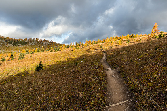 Hiking through the Healy Meadows to Healy Pass in Larch Heaven.