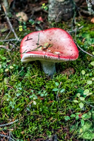 Lots of mushrooms along the Healy Creek trail.
