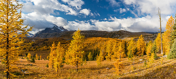 The Monarch over Larches in the Healy Meadows,