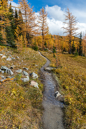 Ascending through larches to Healy Pass from Pharaoh Creek.