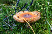 Ascending back to Healy Pass. Lots of mushrooms in this wet year.