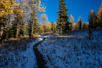 Hiking up to Healy Pass through a forest of larches.