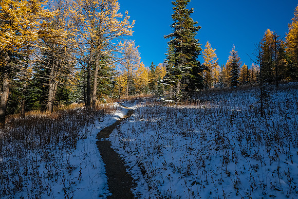 Hiking up to Healy Pass through a forest of larches.