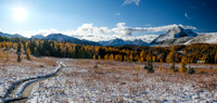 Hiking up to Healy Pass through a forest of larches.