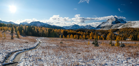 Hiking up to Healy Pass through a forest of larches.