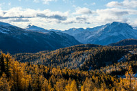 Hiking up to Healy Pass through a forest of larches.