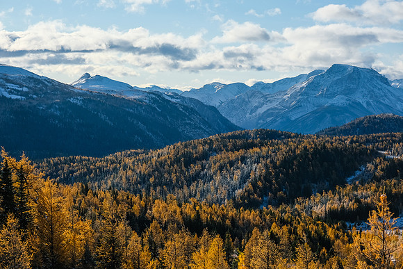 Hiking up to Healy Pass through a forest of larches.