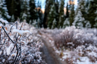 Hiking up a frosty Healy Creek trail.