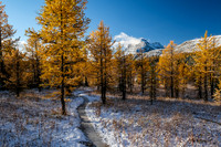 Hiking up to Healy Pass through a forest of larches.