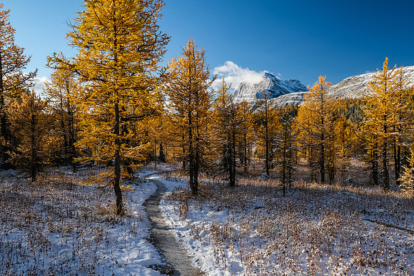 Hiking up to Healy Pass through a forest of larches.