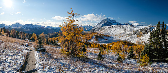 Hiking up to Healy Pass through a forest of larches. Views of The Monarch and Ramparts.