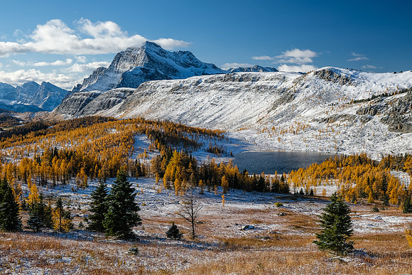 Hiking up to Healy Pass through a forest of larches. Views of The Monarch and Ramparts.