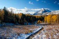 Hiking up to Healy Pass through a forest of larches.