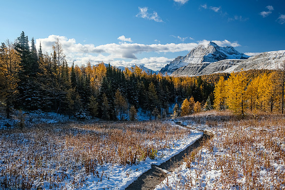 Hiking up to Healy Pass through a forest of larches.