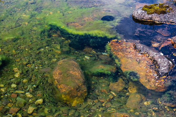 Spot the trout at center?