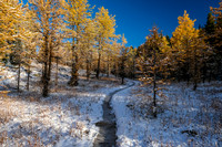 Hiking up to Healy Pass through a forest of larches.