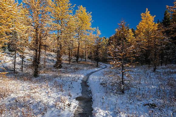 Hiking up to Healy Pass through a forest of larches.