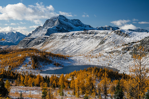 Hiking up to Healy Pass through a forest of larches. Views of The Monarch and Ramparts.