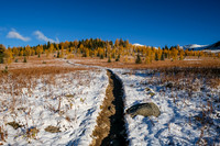 Hiking up to Healy Pass through a forest of larches.