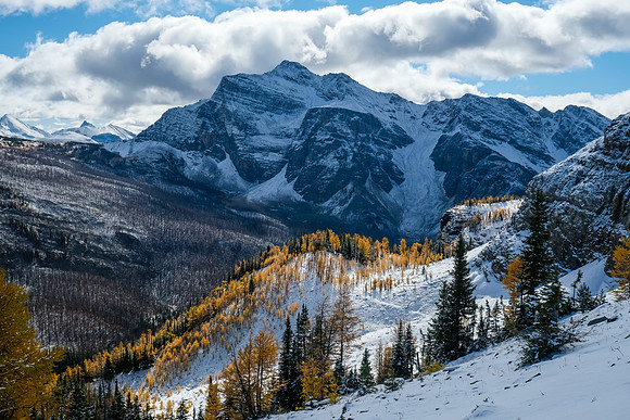 The Monarch and larches.