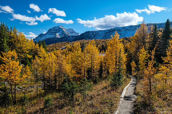 Hiking down from Healy Pass to the Healy Creek trail. Stunning larch views to The Monarch.