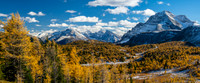 Hiking down from Healy Pass to the Healy Creek trail. Stunning larch views to The Monarch.