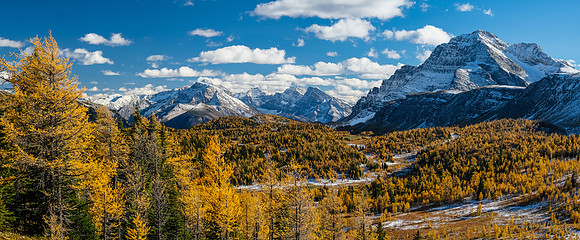 Hiking down from Healy Pass to the Healy Creek trail. Stunning larch views to The Monarch.