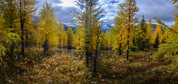 Traversing through a larch forest towards Haiduk Peak.