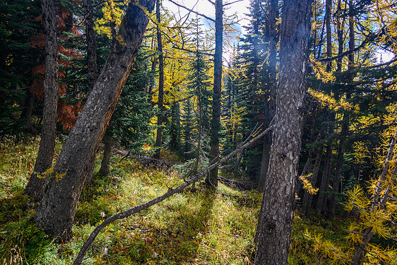 Traversing through a larch forest towards Haiduk Peak.