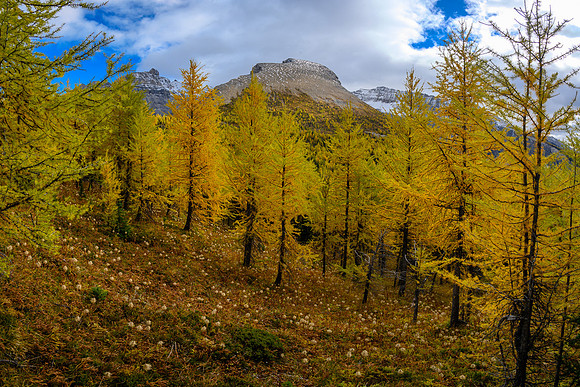 Traversing through a larch forest towards Haiduk Peak.