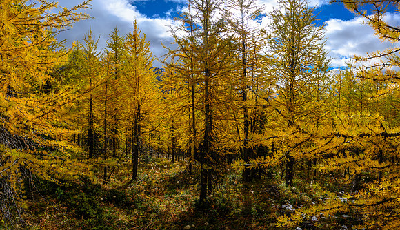 Traversing through a larch forest towards Haiduk Peak.