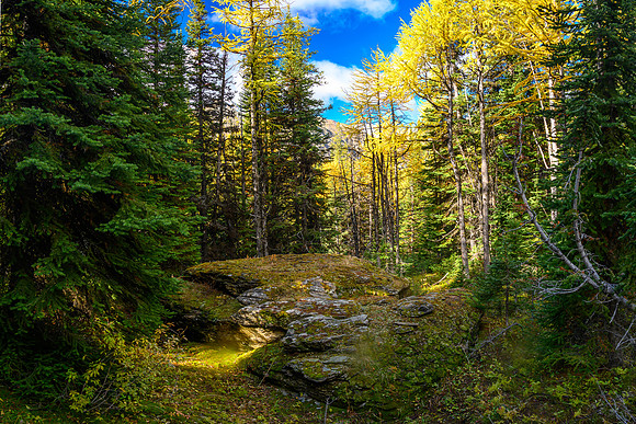 Traversing through a larch forest towards Haiduk Peak.