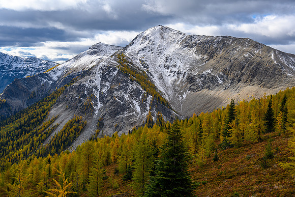Larches along Hawk Ridge.