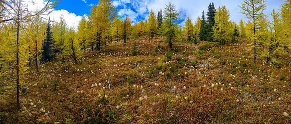Larches!