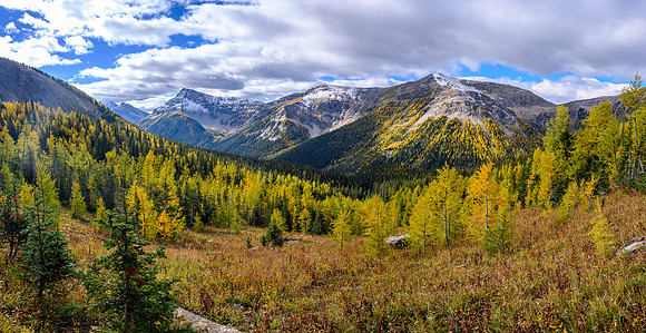 Traversing through a larch forest towards Haiduk Peak.