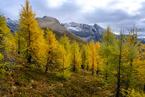 Traversing through a larch forest towards Haiduk Peak.