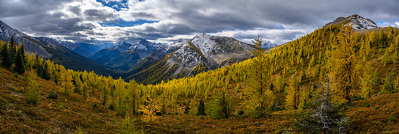 Larches along Hawk Ridge.