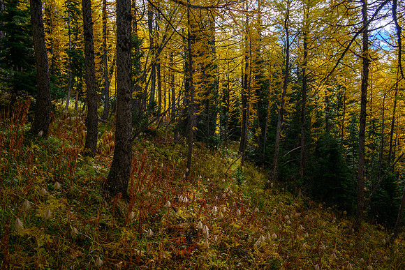 Traversing through a larch forest towards Haiduk Peak.