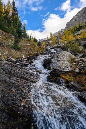 Traversing through a larch forest towards Haiduk Peak.