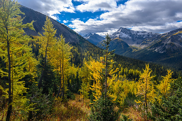 Traversing through a larch forest towards Haiduk Peak.