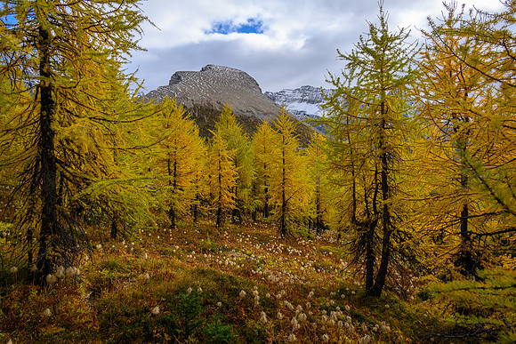 Traversing through a larch forest towards Haiduk Peak.