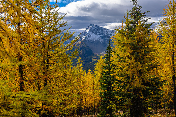 Traversing through a larch forest towards Haiduk Peak.