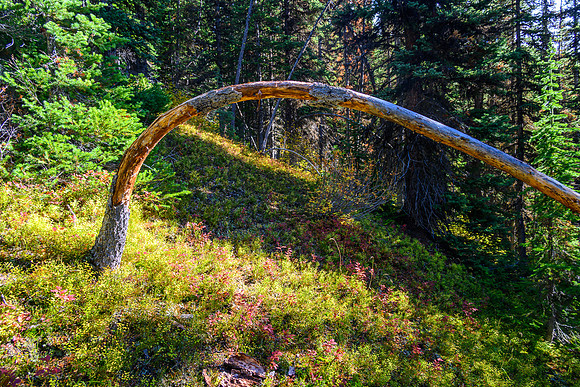 Traversing through forest towards Haiduk Peak.