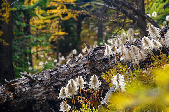 Forest scenes.