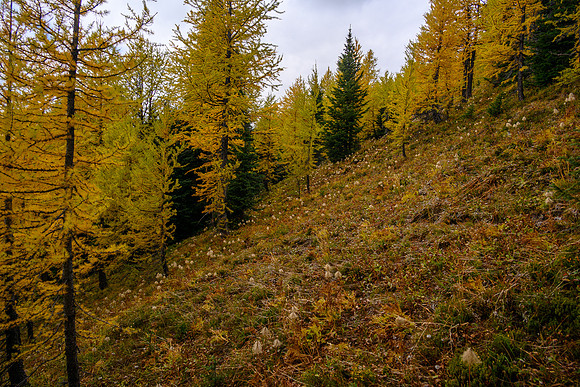 Traversing larch forest back to the North Hawk Ridge col.