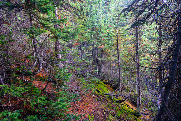 Traversing through forest towards Haiduk Peak.