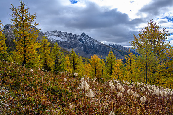 Traversing through a larch forest towards Haiduk Peak.