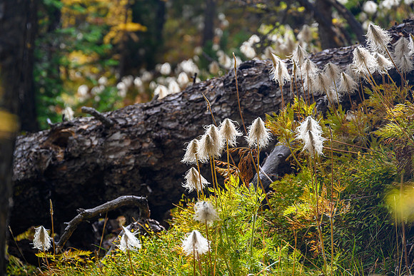 Forest scenes.