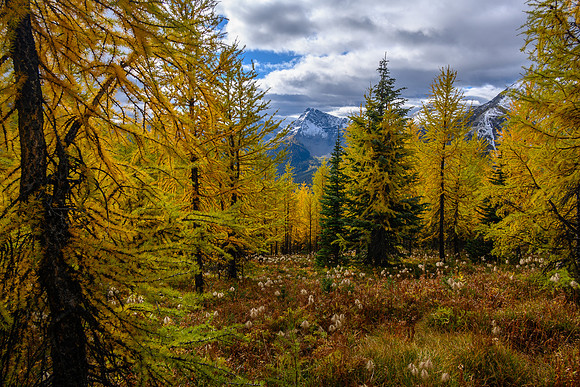 Traversing through a larch forest towards Haiduk Peak.